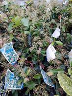 Hedera Helix Arborescens - Klimop, Tuin en Terras, Ophalen, Vaste plant, Halfschaduw, Klimplanten