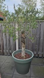 KOOPJE!!! Volwassen olijfboom 15-20 jaar oud, 2m hoog, Tuin en Terras, 100 tot 250 cm, Olijfboom, Zomer, Ophalen