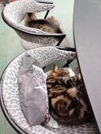 2 mooie katten, Dieren en Toebehoren, Kater