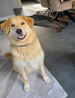 Nora zoekt een nieuw warm thuis, Rabiës (hondsdolheid), Teef, Groot, Eén hond