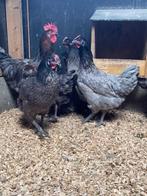 Bleu de Landes | Gezonde kip | Passend advies!, Dieren en Toebehoren, Pluimvee, Meerdere dieren, Kip
