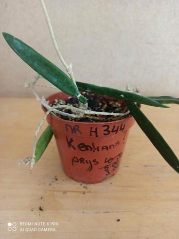 Hoya kentiana, minibelle potmaat 8.5 nummer H344 beschikbaar voor biedingen