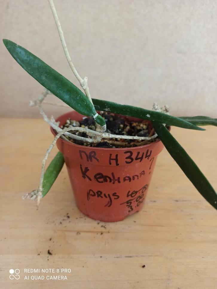 Hoya kentiana, minibelle potmaat 8.5 nummer H344, Huis en Inrichting, Kamerplanten, Minder dan 100 cm, Halfschaduw, Ophalen of Verzenden