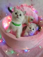 Prachtige zilveren chinchilla kittens, Meerdere dieren, Gechipt