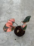 Homalomena Pink Diamond ø15, Huis en Inrichting, Ophalen of Verzenden, Overige soorten, Minder dan 100 cm