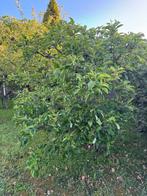 Volwassen fruitbomen 1 x peer 4 x appel, Ophalen, Lente, Volle zon, Appelboom