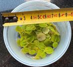 Phyllanthus fluitans, Ophalen of Verzenden, Nieuw, Plant(en), Steen of Hout