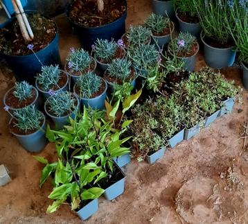 Verbena, Lavendel, gipskruid, zonnehoed wegens annulering beschikbaar voor biedingen