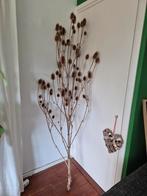 Decoratieve gedroogde kaardebol plant van maar liefst 190 cm, Huis en Inrichting, Woonaccessoires | Droogbloemen, Ophalen, Nieuw