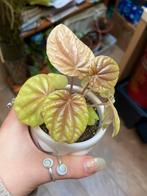 Peperomia quito bijzonder plantje!, Ophalen of Verzenden, Halfschaduw, Minder dan 100 cm