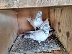 Pakistaanse hoogvlieger duiven, Dieren en Toebehoren, Vogels | Duiven, Meerdere dieren