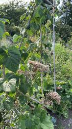 Eco senior tuinbaas Leeuwarden, Ophalen, Volle zon, Overige soorten, Minder dan 100 cm