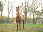 Talentvolle solid paint merrie te koop, Dieren en Toebehoren, Pony's, Merrie, Gechipt, Niet van toepassing, 7 tot 10 jaar