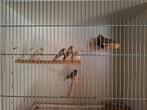 Mannetjes zebravinken., Dieren en Toebehoren, Vogels | Overige Vogels, Mannelijk, Tropenvogel