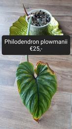 Philodendron plowmanii, Overige soorten, Minder dan 100 cm, Ophalen of Verzenden, Halfschaduw