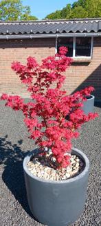 JAPANSE ESDOORN ROOD 1 STUKS, Tuin en Terras, Planten | Bomen, Ophalen, Zomer, Overige soorten, 100 tot 250 cm