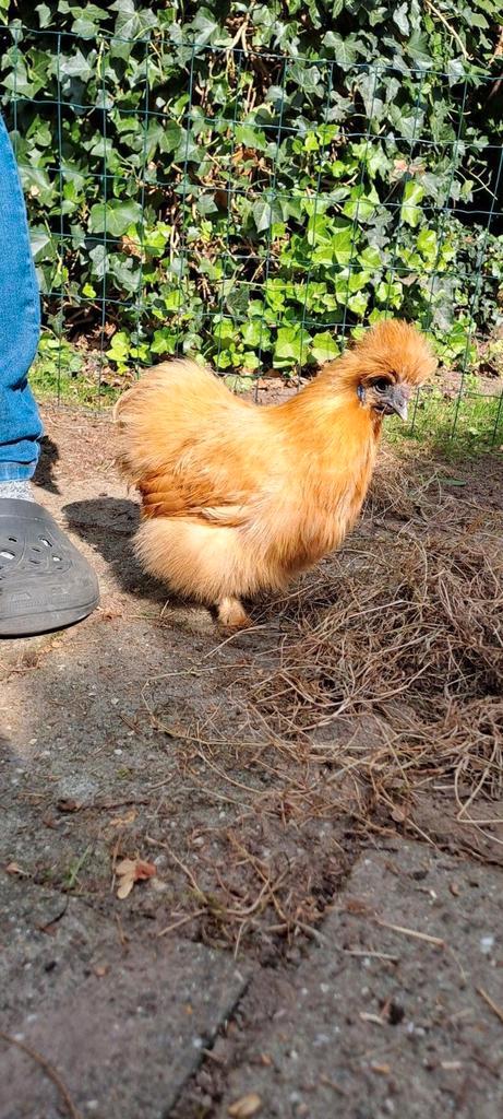 Jonge hennen zijdehoender kriel, Dieren en Toebehoren, Pluimvee, Kip, Vrouwelijk