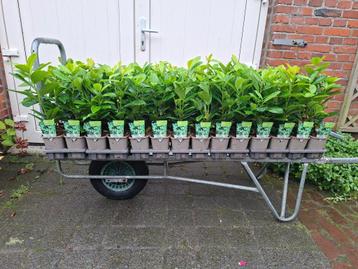 Mooie Prunus laur. 'Novita' (Laurier) dé groene haagplant! beschikbaar voor biedingen