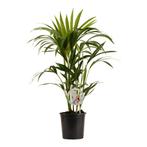 Kentia Palm, Minder dan 100 cm, Palm, Halfschaduw, Verzenden