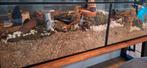 Hamster terrarium 160cm, hamsterscaping., Dieren en Toebehoren, 110 cm of meer, Overige typen, Zo goed als nieuw, Hamster