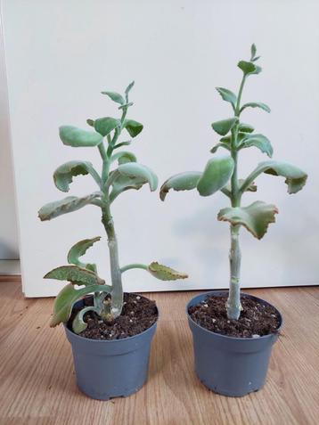 Kalanchoë Beharensis - Olifantsoor/Groene Kalanchoë H: 40 cm beschikbaar voor biedingen
