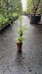 Mooie Taxus 10/20 voor slecht €1.95!, Ophalen of Verzenden, Taxus, Haag, Minder dan 100 cm