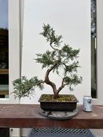Jeneverbes Bonsai Juniperus, Tuin en Terras, Minder dan 100 cm, Overige soorten, Ophalen