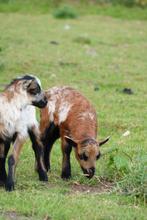 Deze 2 super schattige heertjes willen binnenkort verhuizen, Dieren en Toebehoren, Mannelijk, Schaap, 0 tot 2 jaar