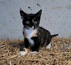 Prachtige boerderijkittens, Poes, Kortharig, 0 tot 2 jaar