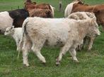 Koppel galloways, Dieren en Toebehoren, Vrouwelijk, 0 tot 2 jaar