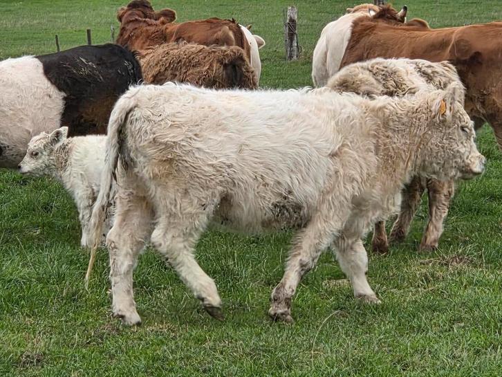 Koppel galloways, Dieren en Toebehoren, Runderen, Vrouwelijk, 0 tot 2 jaar