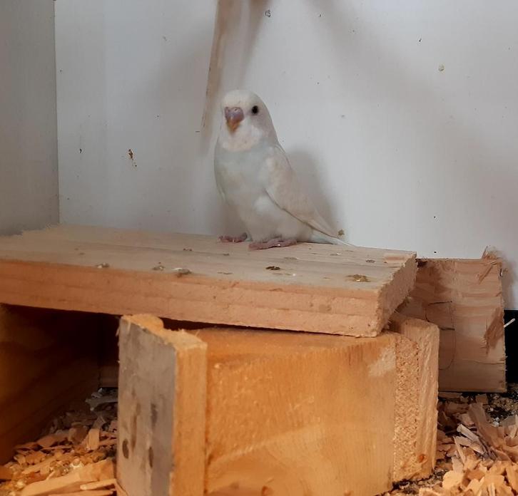 Mooie hele jonge man grasparkiet 5.5 week jong ., Dieren en Toebehoren, Vogels | Parkieten en Papegaaien, Parkiet, Mannelijk, Tam