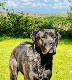 Presa Canario dekreu, Reu, CDV (hondenziekte), Eén hond, 3 tot 5 jaar