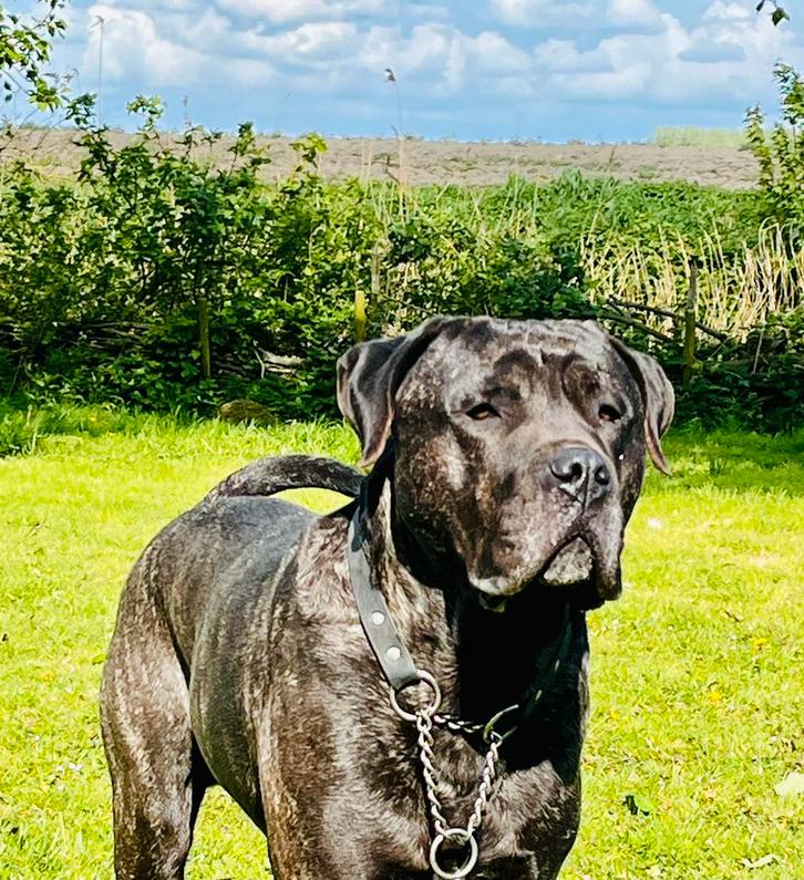 Presa Canario dekreu, Dieren en Toebehoren, Honden | Dekreuen, Reu, Particulier, Eén hond, Nederland, 3 tot 5 jaar, CDV (hondenziekte)