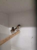Japanse meeuwen € 8.00 koppel, Dieren en Toebehoren, Meerdere dieren, Tropenvogel