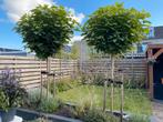 Catalpa bignonioides 'Nana' (Boltrompetboom) op stam 200 cm, Tuin en Terras, Planten | Bomen, Ophalen, Halfschaduw, Bolboom, 100 tot 250 cm