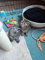Twee brits korthaar kittens met stamboom., Gechipt