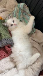 Ragdoll kittens, Dieren en Toebehoren, Meerdere dieren, Gechipt