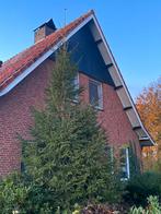 Grote kerstboom, Bloeit niet, Overige soorten, 250 tot 400 cm, Ophalen