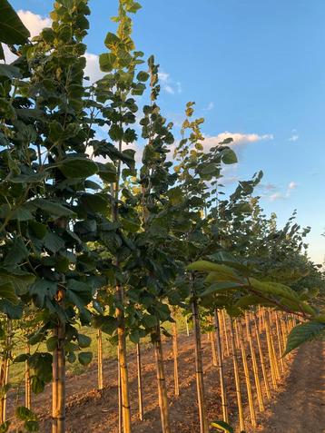 Zomerlinde Tilia platyphyllos beschikbaar voor biedingen