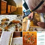 Imkerij sinds 1975, voor streekhoning en bijenproducten, Bijen