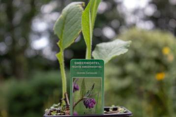 AANBIEDING! Smeerwortel pakket 8 verschillende soorten beschikbaar voor biedingen