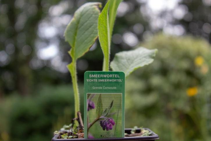 AANBIEDING! Smeerwortel pakket 8 verschillende soorten, Tuin en Terras, Planten | Tuinplanten, Overige soorten, Volle zon, Ophalen of Verzenden