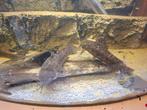 2 grote Kwi Kwi van ongeveer 15cm, Dieren en Toebehoren, Vissen | Aquariumvissen, Vis
