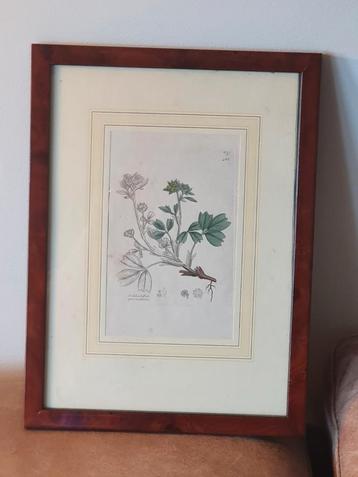 Gravure kruipende sibbaldia James Sowerby  English Botany beschikbaar voor biedingen