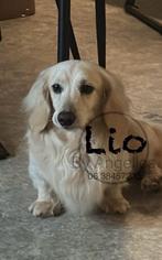 Dekreu langharige cream en een merle reu, Rabiës (hondsdolheid), Reu, Meerdere, 3 tot 5 jaar