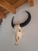 Schedel aziatiasche waterbuffel, Ophalen of Verzenden, Zo goed als nieuw, Schedel