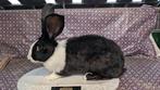 Duitse Reus Blue Sable, Dieren en Toebehoren, Konijnen, Meerdere dieren, Groot