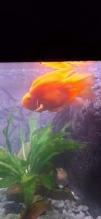 Te koop Blood parrot, Dieren en Toebehoren, Vis, Zoetwatervis