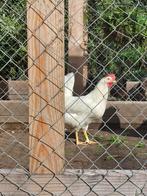 Witte leghen|uitstekende legkippen|Gehard|Trotse uitstraling, Dieren en Toebehoren, Pluimvee, Vrouwelijk, Kip